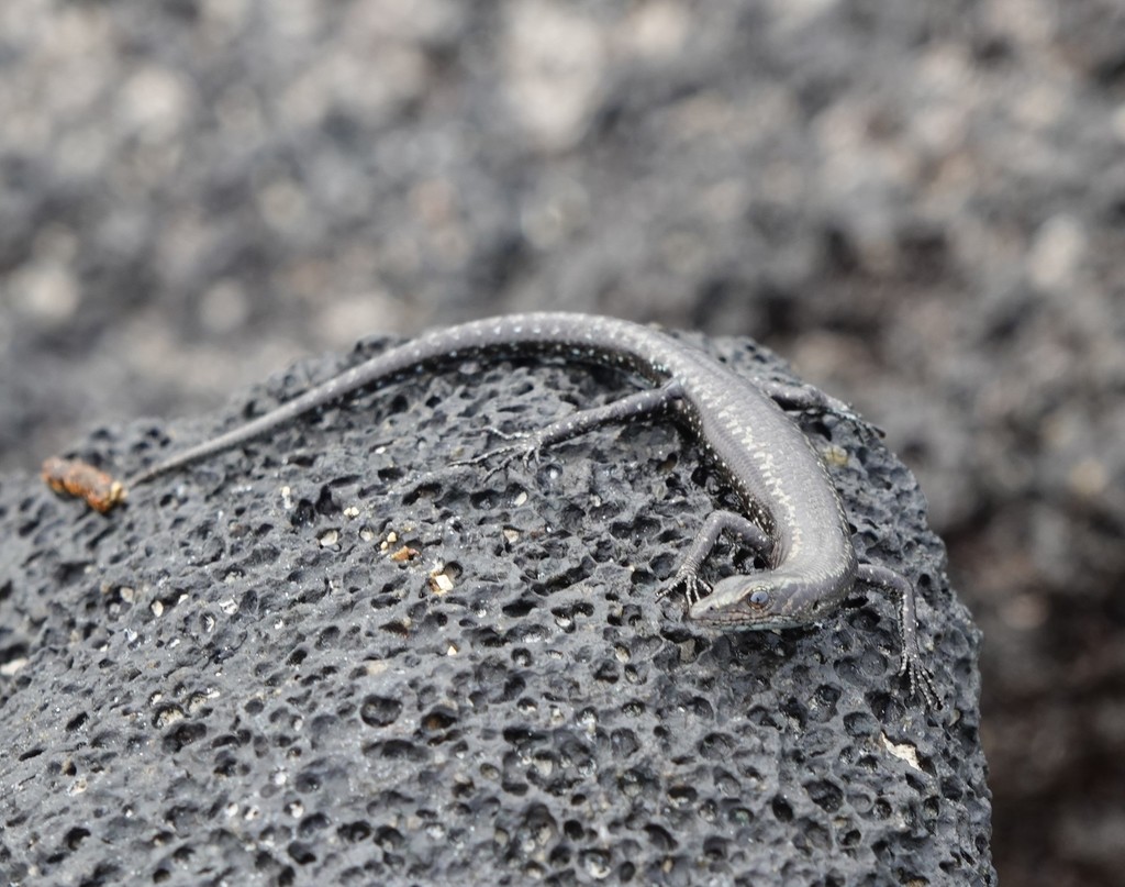 Black Snake-Eyed Skink