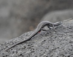 Cryptoblepharus ater