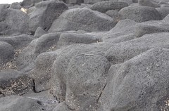 Cryptoblepharus ater