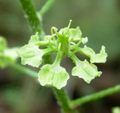 Veratrum hybridum