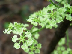 Veratrum hybridum