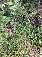 Elymus glaucus glaucus