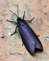 Urodidae