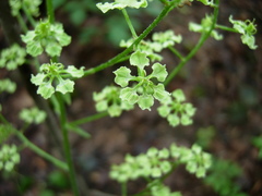 Veratrum hybridum