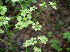 Veratrum hybridum