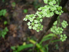 Veratrum hybridum