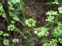 Veratrum hybridum
