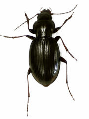 Loxomerus brevis