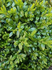 Buxus sempervirens