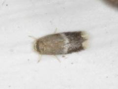 Stigmella apicialbella