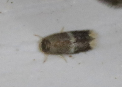 Stigmella apicialbella