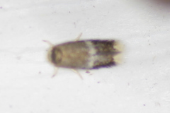 Stigmella apicialbella