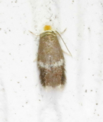 Stigmella apicialbella