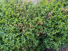 Buxus sempervirens