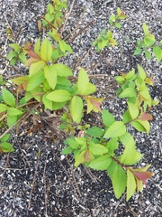 Spiraea tomentosa