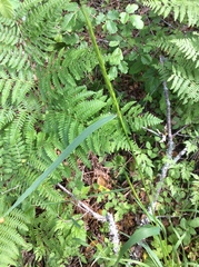 Elymus glaucus glaucus