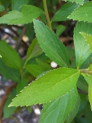 Spiraea tomentosa
