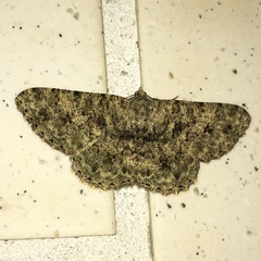 Racotis boarmiaria