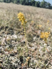 Solidago virgata