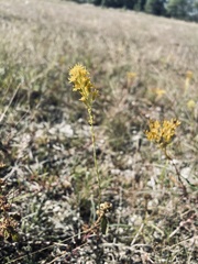 Solidago virgata