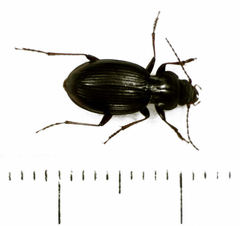 Loxomerus brevis