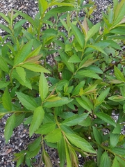 Spiraea tomentosa