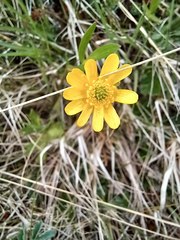 Ranunculus peduncularis