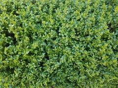 Buxus sempervirens