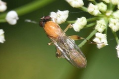 Sphegina sibirica