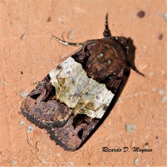 Hampsonodes naevia