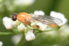 Sphegina sibirica
