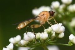 Sphegina sibirica