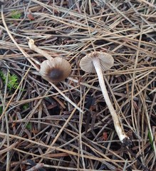 Inocybe fuscodisca