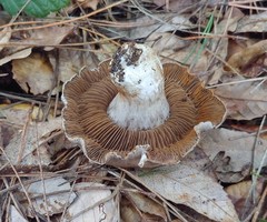 Cortinarius infractus