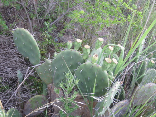 Opuntia cristalensis