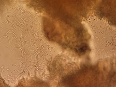 Ramboldia gowardiana