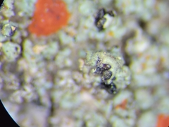 Ramboldia gowardiana