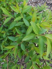 Spiraea tomentosa
