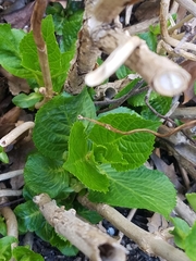 Hydrangea