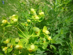 Euphorbia illirica