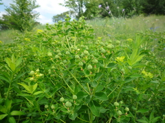 Euphorbia illirica
