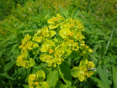 Euphorbia illirica