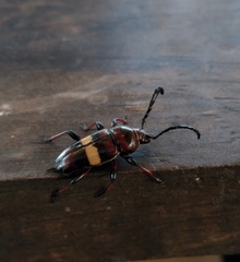 Lissonotus flavocinctus