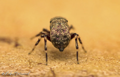 Heliophanus gramineus