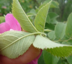 Rosa corymbifera