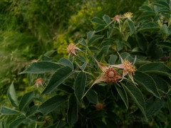 Rosa corymbifera