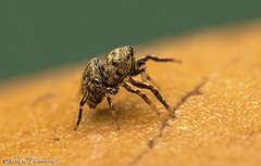 Heliophanus gramineus