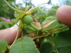 Rosa corymbifera