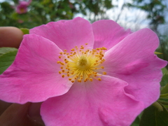 Rosa corymbifera