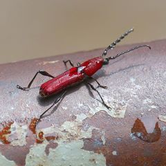 Ancylocera cardinalis